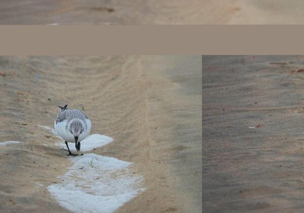 Bécasseau sanderling, montage en panneaux, tableau bécasseau sanderling sur la plage