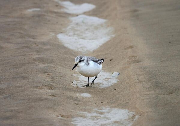 Petit échassier sur le sable mouillé, tableau bécasseau sanderling sur le sable