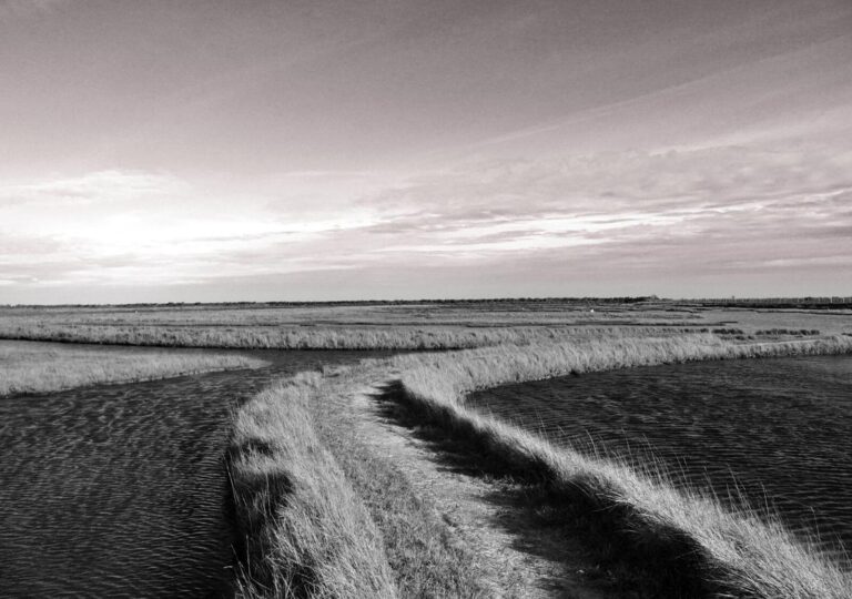 Graphisme naturel charentais, tableau marais de Brouage en noir et blanc, photographie de Fabrice Courtadon