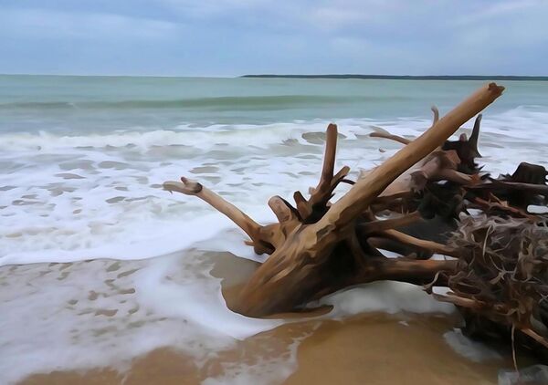 La force de l’océan détruit la forêt, tableau arbre déraciné dans les vagues