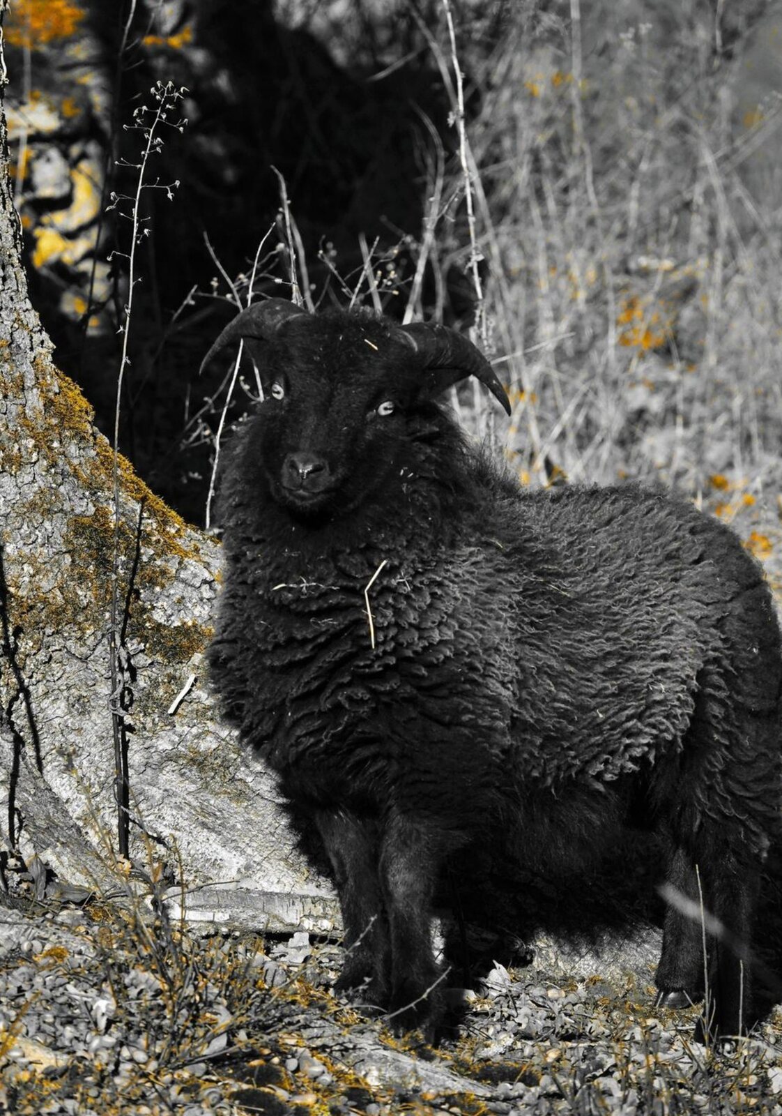 Mouton d’Ouessant noir au pied du rocher, tableau sur aluminium, aperçu dans un intérieur