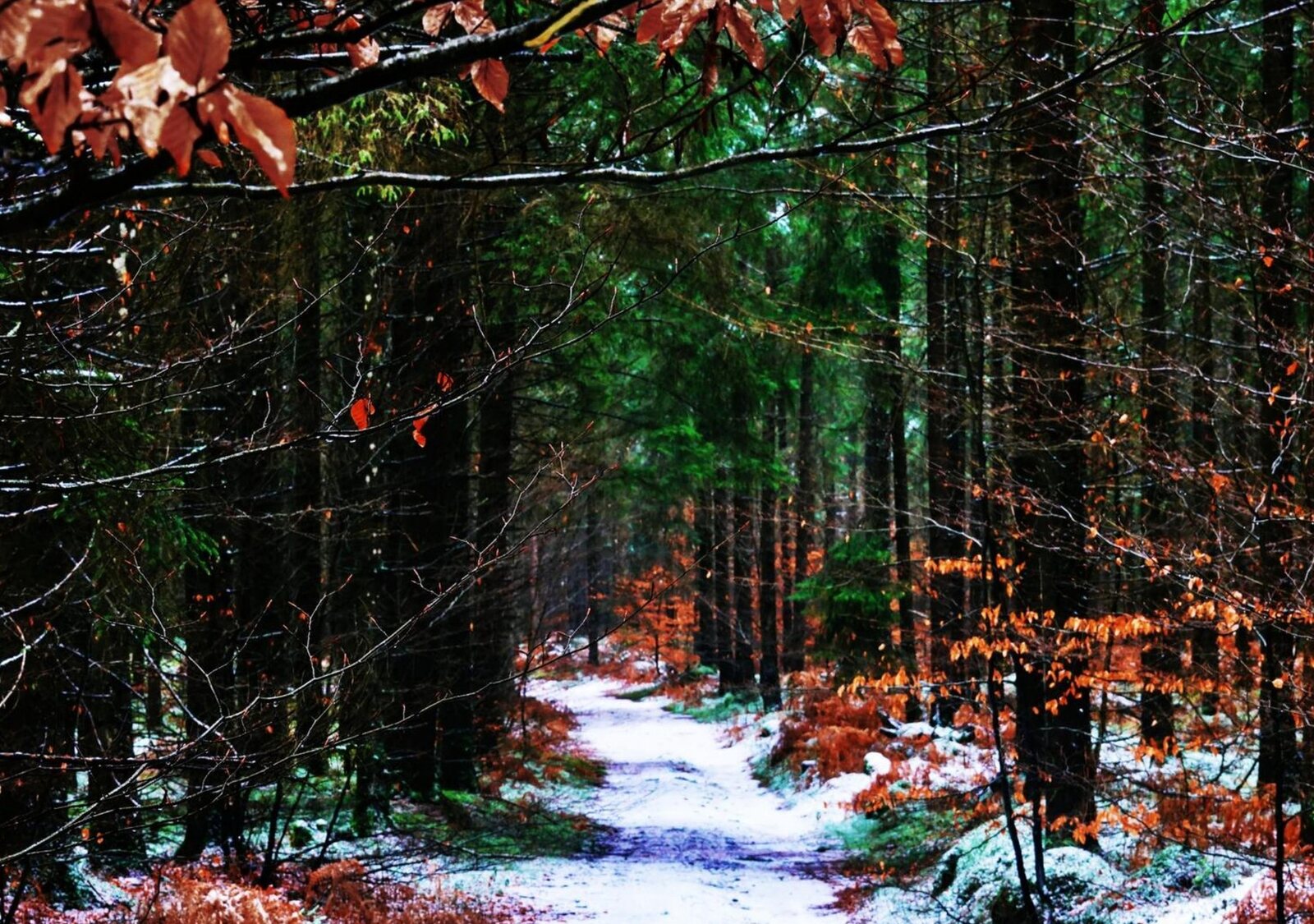 Chemin enneigé entre sapins et feuilles rousses, tableau sur aluminium, aperçu dans un intérieur