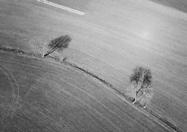 Deux arbres au bord des champs, tableau arbres et champs vus du ciel