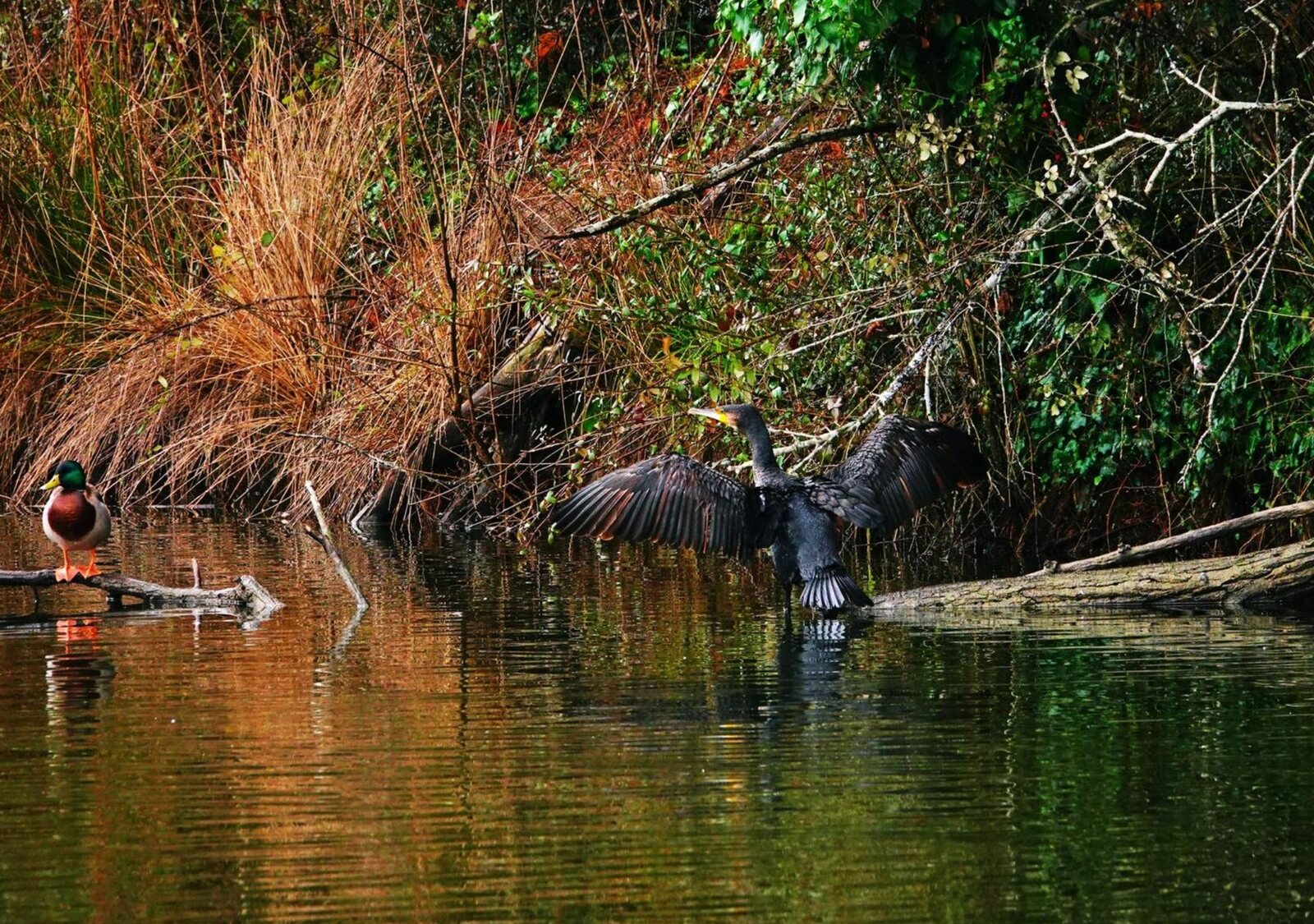 Cormoran séchant ses ailes au marais, tableau sur aluminium, aperçu dans un intérieur