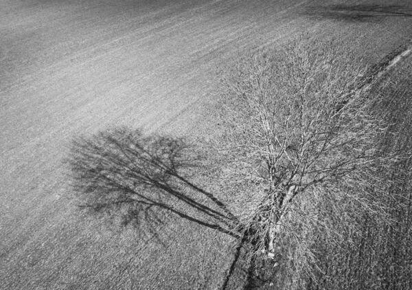 Un arbre et son ombre sur la terre labourée, tableau arbre et son ombre vus du ciel
