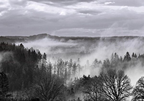 Ici, l’Auvergne se tait, tableau forêt dans la brume en noir et blanc