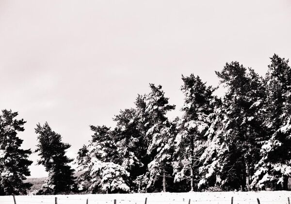 Les sapins décroissants, tableau sapins enneigés en noir et blanc