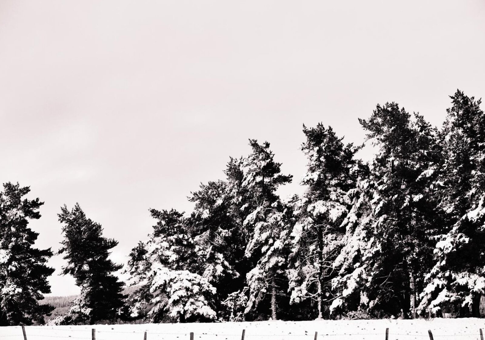 Les sapins décroissants, tableau sur aluminium, aperçu dans un intérieur