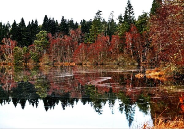 L’étang de Thyx et son tronc flotté, tableau étang de Thyx, sapins et reflets