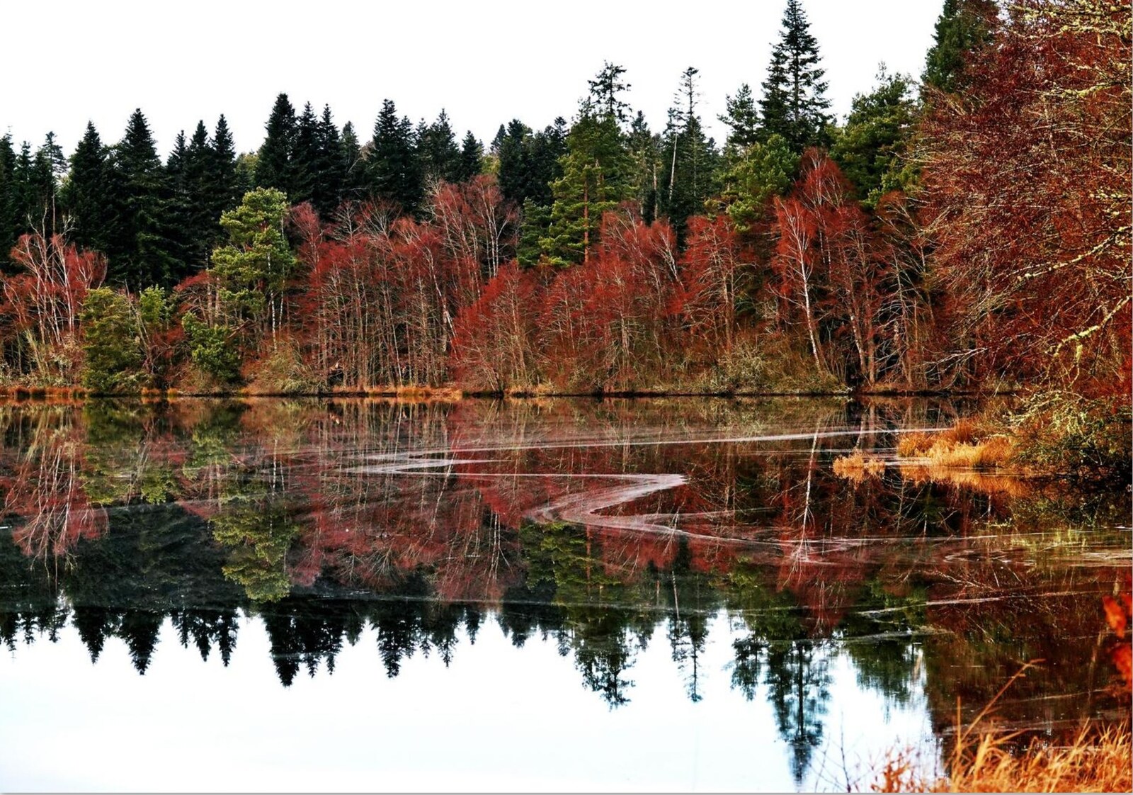 L’étang de Thyx et son tronc flotté, tableau étang de Thyx, sapins et reflets, photographie de Fabrice Courtadon