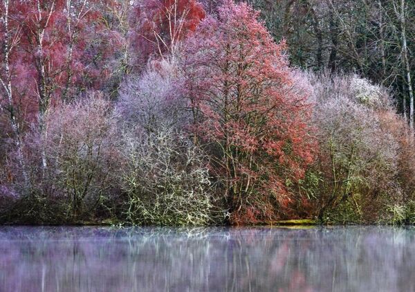 Bosquet rose au-dessus de l’eau voilée, tableau arbres roses au bord de l’eau