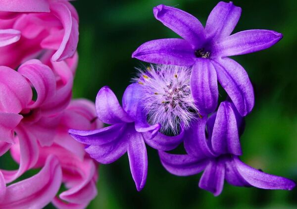 Entre naissance et départ, tableau fleurs violettes en gros plan