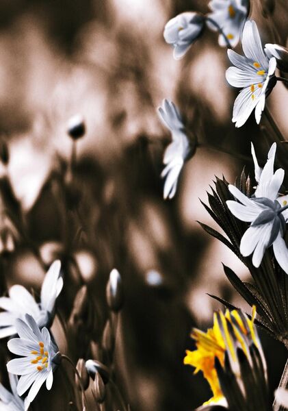 L’essentiel ne se possède pas, il se contemple, tableau fleurs blanches en tons sépia