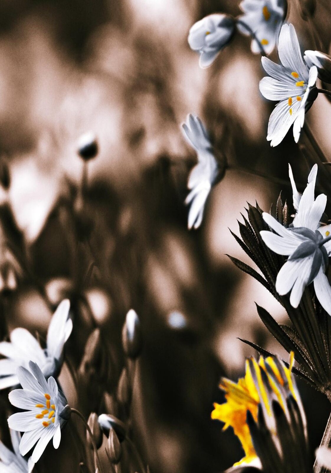 L’essentiel ne se possède pas, il se contemple, tableau sur aluminium, aperçu dans un intérieur