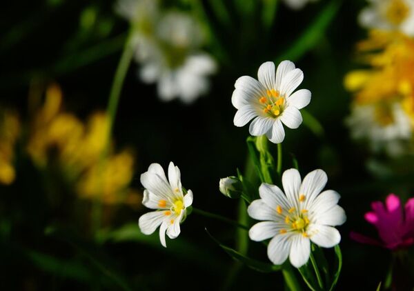 Avant qu’elle ne disparaisse, tableau fleurs blanches de stellaire