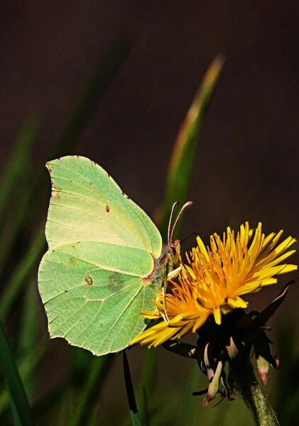 Papillon citron sur fond sombre, tableau papillon citron sur une fleur
