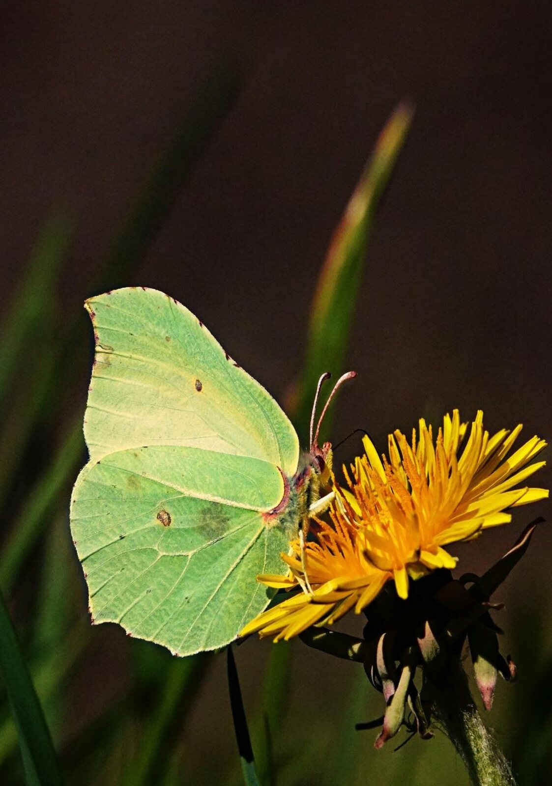 Papillon citron sur fond sombre, tableau sur aluminium, aperçu dans un intérieur