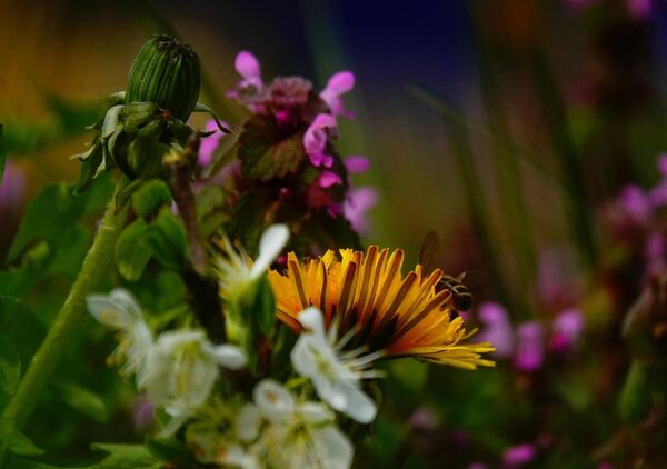 La nature offre, jamais elle ne force, tableau pissenlit et fleurs sauvages