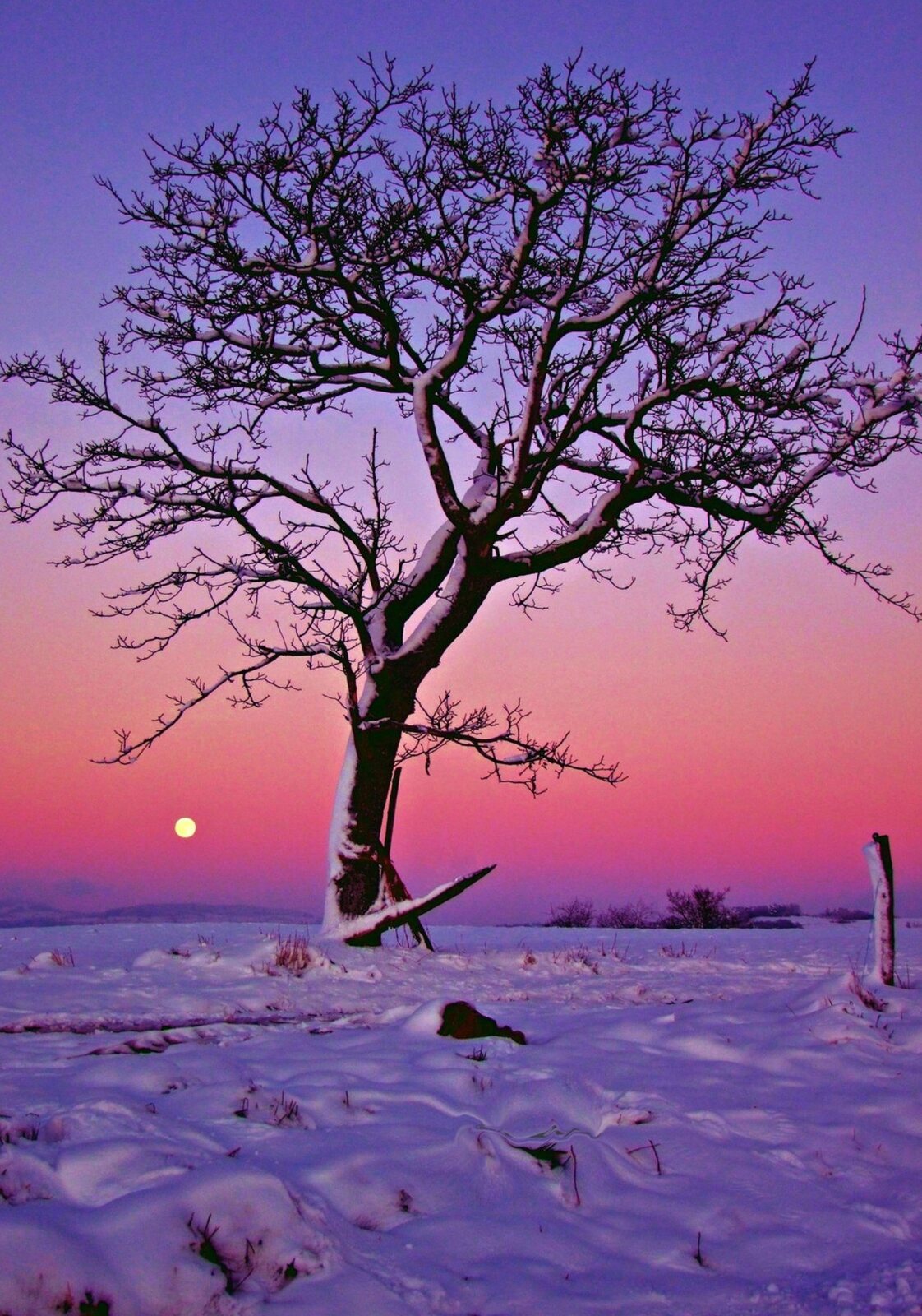 Arbre rêve sous la lune d’hiver, tableau sur aluminium, aperçu dans un intérieur