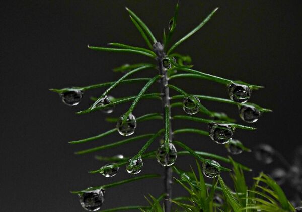 L’équilibre est une traversée, tableau gouttes d’eau sur une prêle