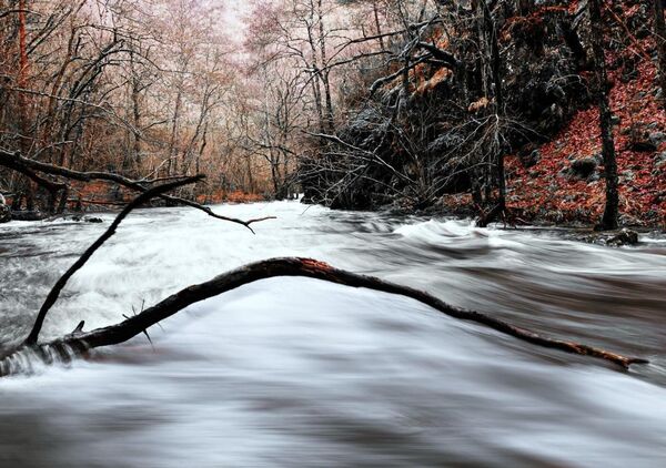 Rivière en forêt sous une branche, tableau rivière en forêt d’Auvergne