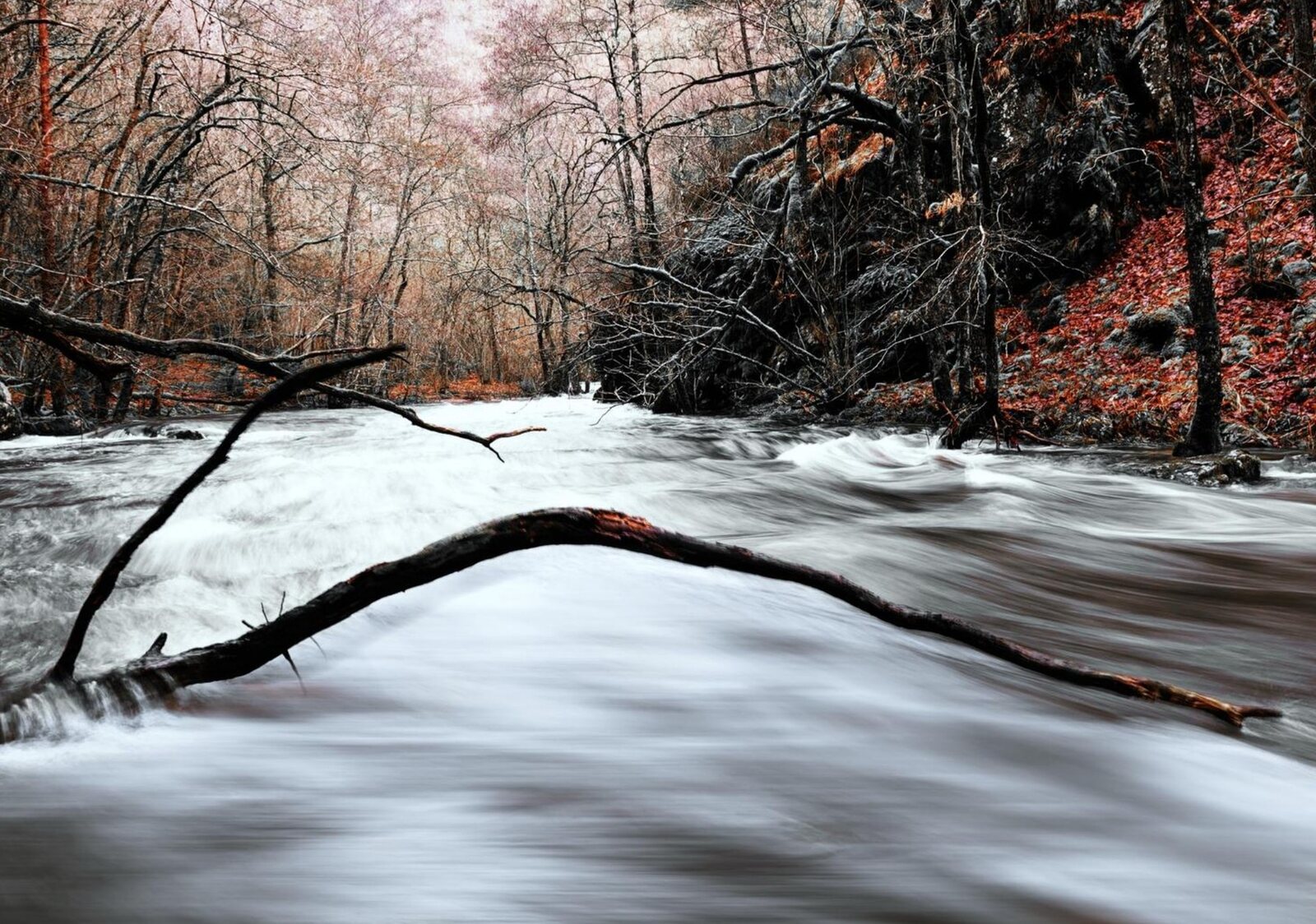 Rivière en forêt sous une branche, tableau sur aluminium, aperçu dans un intérieur