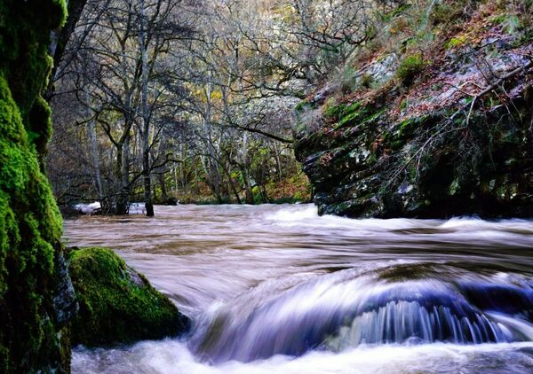 Ce qui coule façonne ce qui résiste, tableau torrent en sous-bois