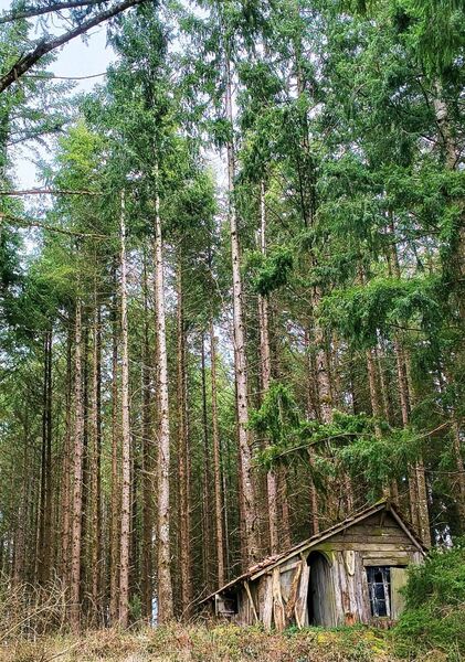 La cabane dans la forêt de Creuse, tableau cabane en forêt de conifères