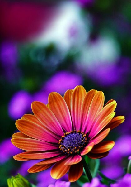 Voir, c’est déjà refuser l’indifférence, tableau marguerite du Cap orange et rose