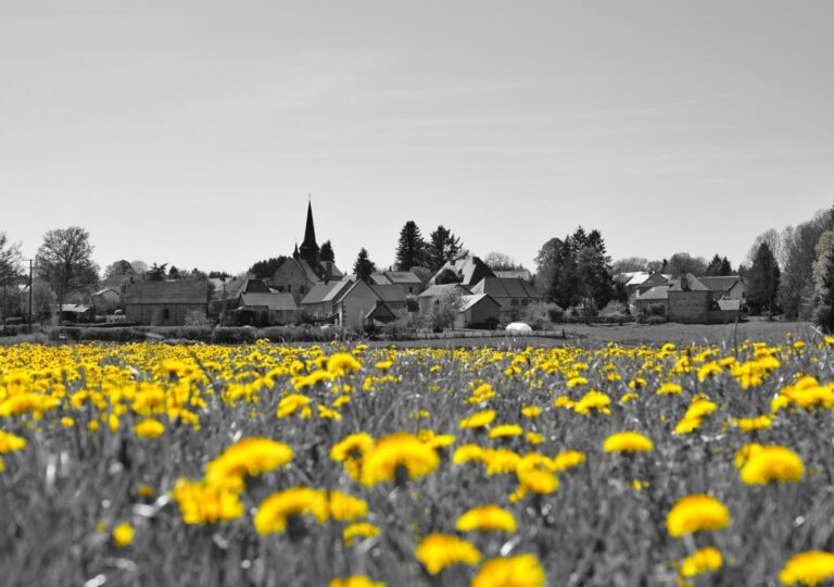 Le village regarde, la nature agit, tableau pissenlits jaunes et village, photographie de Fabrice Courtadon