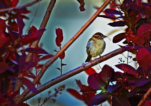 Une pause dans le silence pourpre de la nature, tableau petit oiseau dans un feuillage pourpre