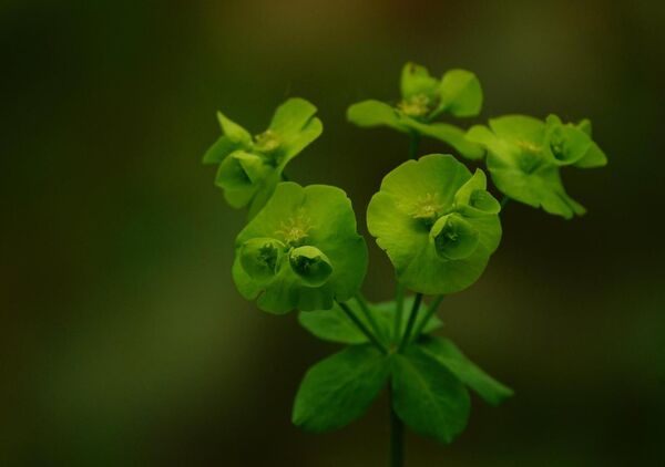 Euphorbe sur fond sombre, tableau euphorbe verte en fleur