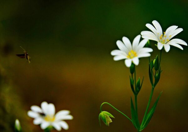 La vie se tisse dans les relations invisibles, tableau stellaires blanches et insecte en vol