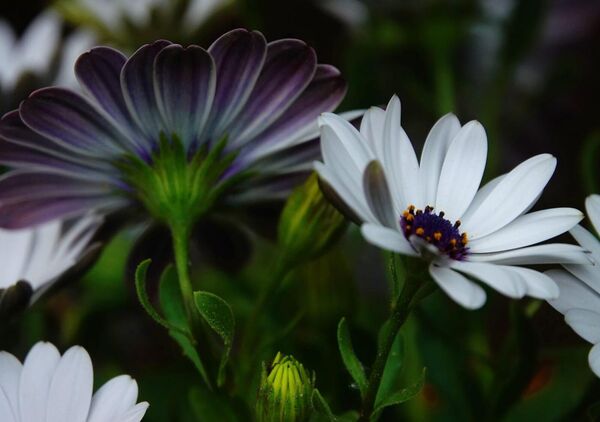 La beauté complète inclut l’invisible, tableau marguerites du Cap blanche et violette