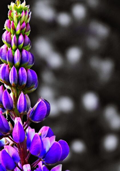 Ce qui s’élève nous met face à nous-mêmes, tableau épi de lupin violet