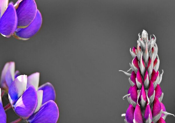 L’âme en équilibre, tableau lupins violet et rose
