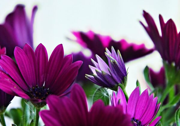 La nature subit ou bénéficie des choix humains, tableau marguerites du Cap violettes