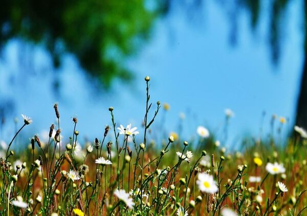 La couleur de la biodiversité, tableau prairie de marguerites