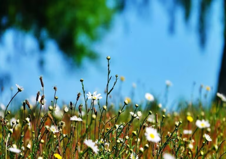 La couleur de la biodiversité, tableau prairie de marguerites, photographie de Fabrice Courtadon
