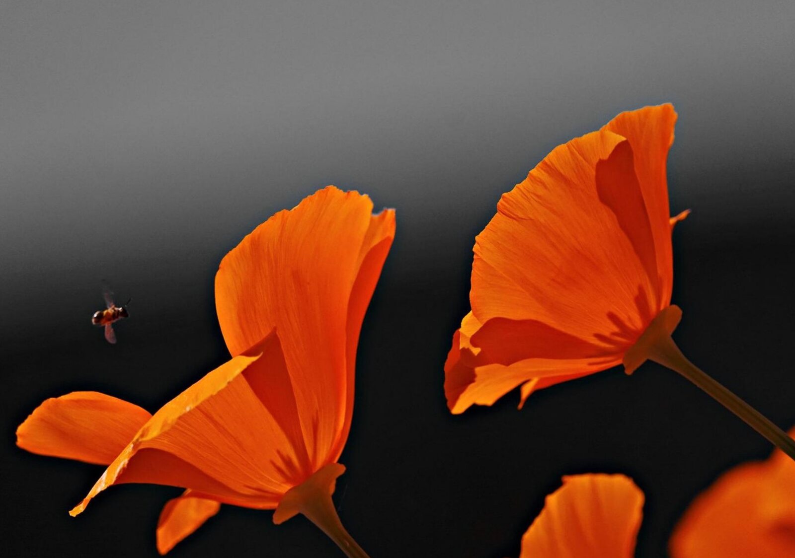 Ils pollinisent, pendant que nous débattons, tableau sur aluminium, aperçu dans un intérieur