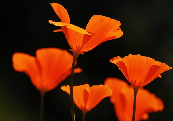 L’écologie comme acte d’amour, la photo comme témoin, tableau pavots de Californie sur fond noir