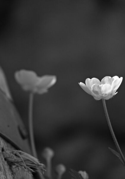 Aimer ce qui est discret, fragile, presque invisible, tableau fleurs sauvages en noir et blanc