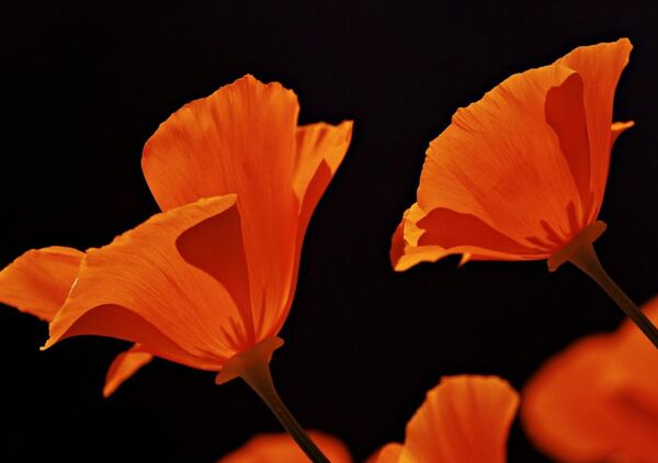 Porter la beauté du monde comme une responsabilité, tableau deux pavots orange sur fond noir