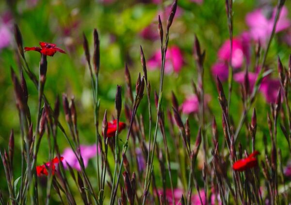 Avant la fleur, il y a cette patience-là, tableau petites fleurs rouges dans les herbes