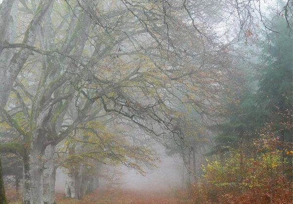 La hêtraie du bois de Ceyssat dans la brume, tableau hêtraie dans la brume