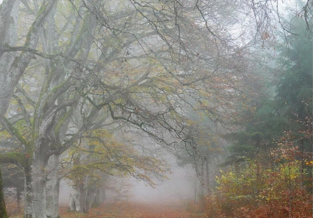 La hêtraie du bois de Ceyssat dans la brume, tableau hêtraie dans la brume, photographie de Fabrice Courtadon