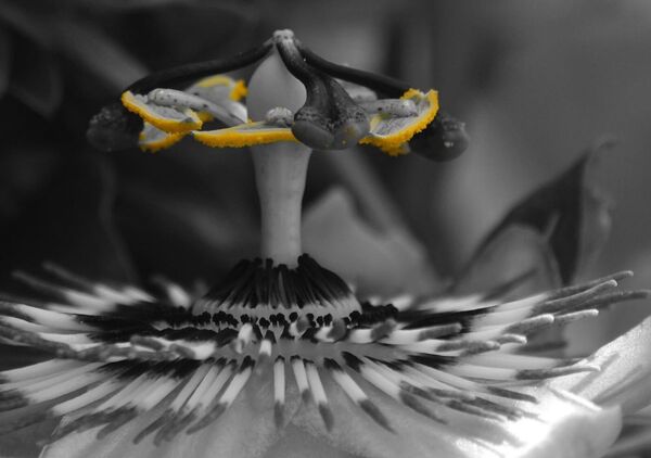 Le vivant n’a jamais lu un livre d’architecture, et pourtant, tableau fleur de passiflore en macro