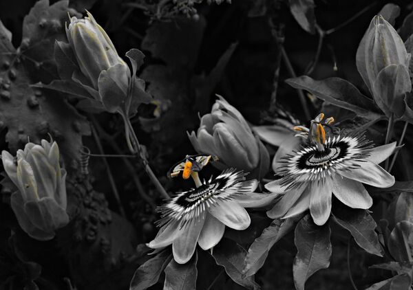 L’éblouissement comme état naturel du vivant, tableau passiflores et abeilles