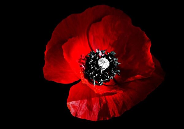 Le noir l’a fait roi, tableau coquelicot rouge sur fond noir