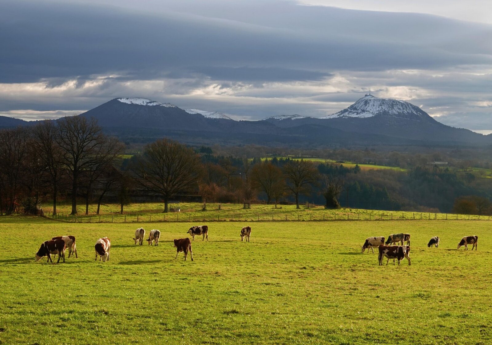 Vaches au pied des sommets enneigés, photographie de Fabrice Courtadon